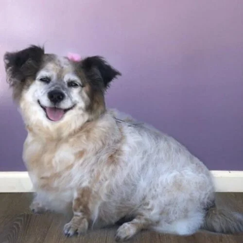 Penny - Beloved Companion